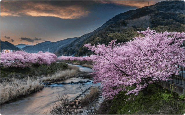 Windowsテーマ名：Cherry Blossoms