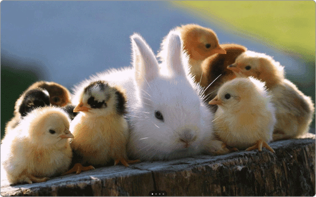 Windowsテーマ名：Chicks and Bunnies